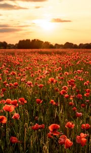 Preview wallpaper poppies, flowers, field, sunshine