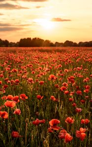 Preview wallpaper poppies, flowers, field, sunshine