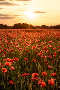 Preview wallpaper poppies, flowers, field, sunshine