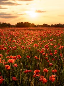 Preview wallpaper poppies, flowers, field, sunshine