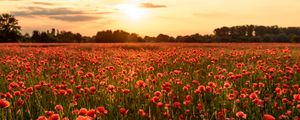 Preview wallpaper poppies, flowers, field, sunshine