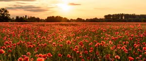 Preview wallpaper poppies, flowers, field, sunshine