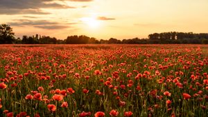 Preview wallpaper poppies, flowers, field, sunshine