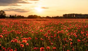 Preview wallpaper poppies, flowers, field, sunshine