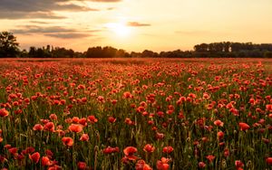 Preview wallpaper poppies, flowers, field, sunshine