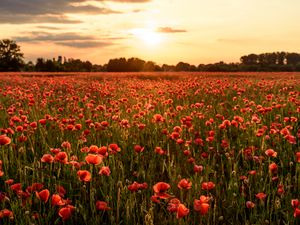 Preview wallpaper poppies, flowers, field, sunshine