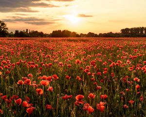 Preview wallpaper poppies, flowers, field, sunshine