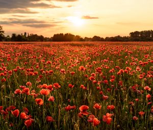 Preview wallpaper poppies, flowers, field, sunshine