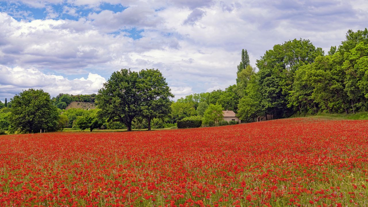 Wallpaper poppies, flowers, field, trees