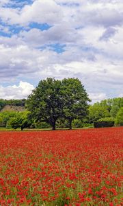 Preview wallpaper poppies, flowers, field, trees