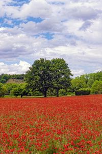 Preview wallpaper poppies, flowers, field, trees