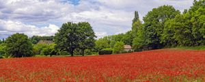 Preview wallpaper poppies, flowers, field, trees