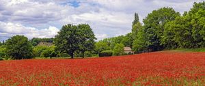 Preview wallpaper poppies, flowers, field, trees