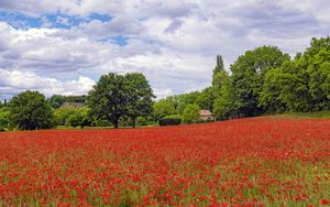 Preview wallpaper poppies, flowers, field, trees