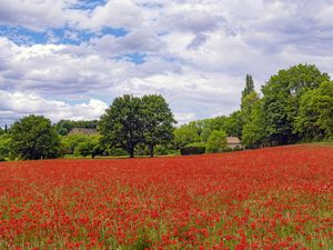 Preview wallpaper poppies, flowers, field, trees