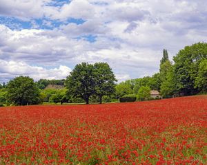 Preview wallpaper poppies, flowers, field, trees