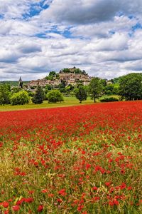 Preview wallpaper poppies, flowers, field, trees, buildings