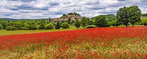 Preview wallpaper poppies, flowers, field, trees, buildings