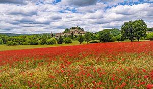 Preview wallpaper poppies, flowers, field, trees, buildings