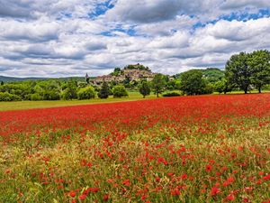 Preview wallpaper poppies, flowers, field, trees, buildings