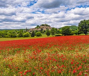 Preview wallpaper poppies, flowers, field, trees, buildings