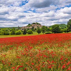 Preview wallpaper poppies, flowers, field, trees, buildings