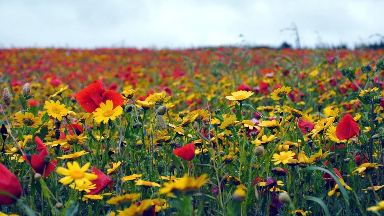 Wallpaper poppies, flowers, field, summer, mood