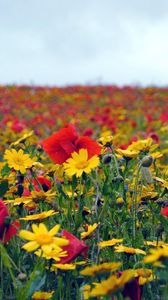 Preview wallpaper poppies, flowers, field, summer, mood