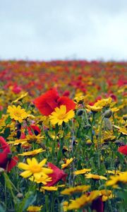 Preview wallpaper poppies, flowers, field, summer, mood