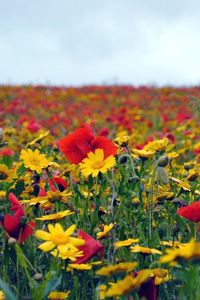 Preview wallpaper poppies, flowers, field, summer, mood