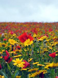 Preview wallpaper poppies, flowers, field, summer, mood