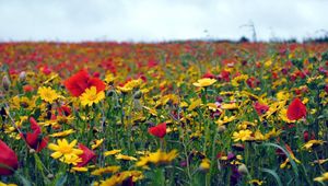 Preview wallpaper poppies, flowers, field, summer, mood