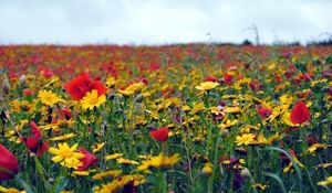 Preview wallpaper poppies, flowers, field, summer, mood