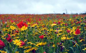 Preview wallpaper poppies, flowers, field, summer, mood