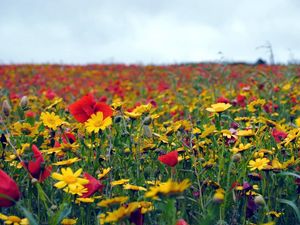 Preview wallpaper poppies, flowers, field, summer, mood