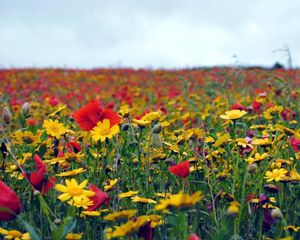 Preview wallpaper poppies, flowers, field, summer, mood