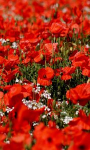 Preview wallpaper poppies, flowers, field, sharpness