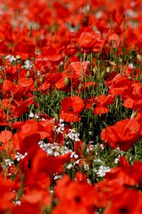 Preview wallpaper poppies, flowers, field, sharpness