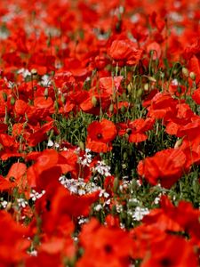 Preview wallpaper poppies, flowers, field, sharpness