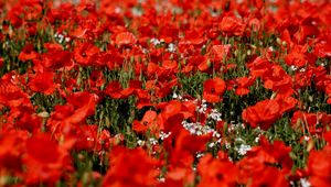 Preview wallpaper poppies, flowers, field, sharpness