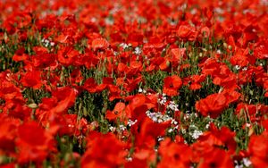 Preview wallpaper poppies, flowers, field, sharpness