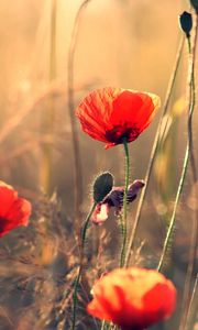 Preview wallpaper poppies, flowers, field, motion blur