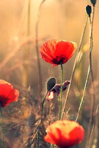 Preview wallpaper poppies, flowers, field, motion blur