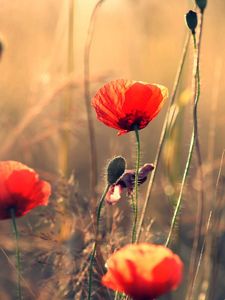 Preview wallpaper poppies, flowers, field, motion blur