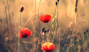 Preview wallpaper poppies, flowers, field, motion blur