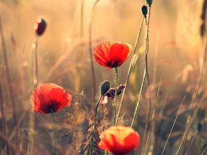 Preview wallpaper poppies, flowers, field, motion blur