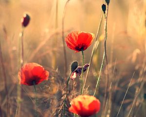 Preview wallpaper poppies, flowers, field, motion blur