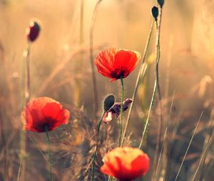 Preview wallpaper poppies, flowers, field, motion blur