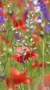 Preview wallpaper poppies, flowers, field, plant