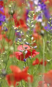 Preview wallpaper poppies, flowers, field, plant